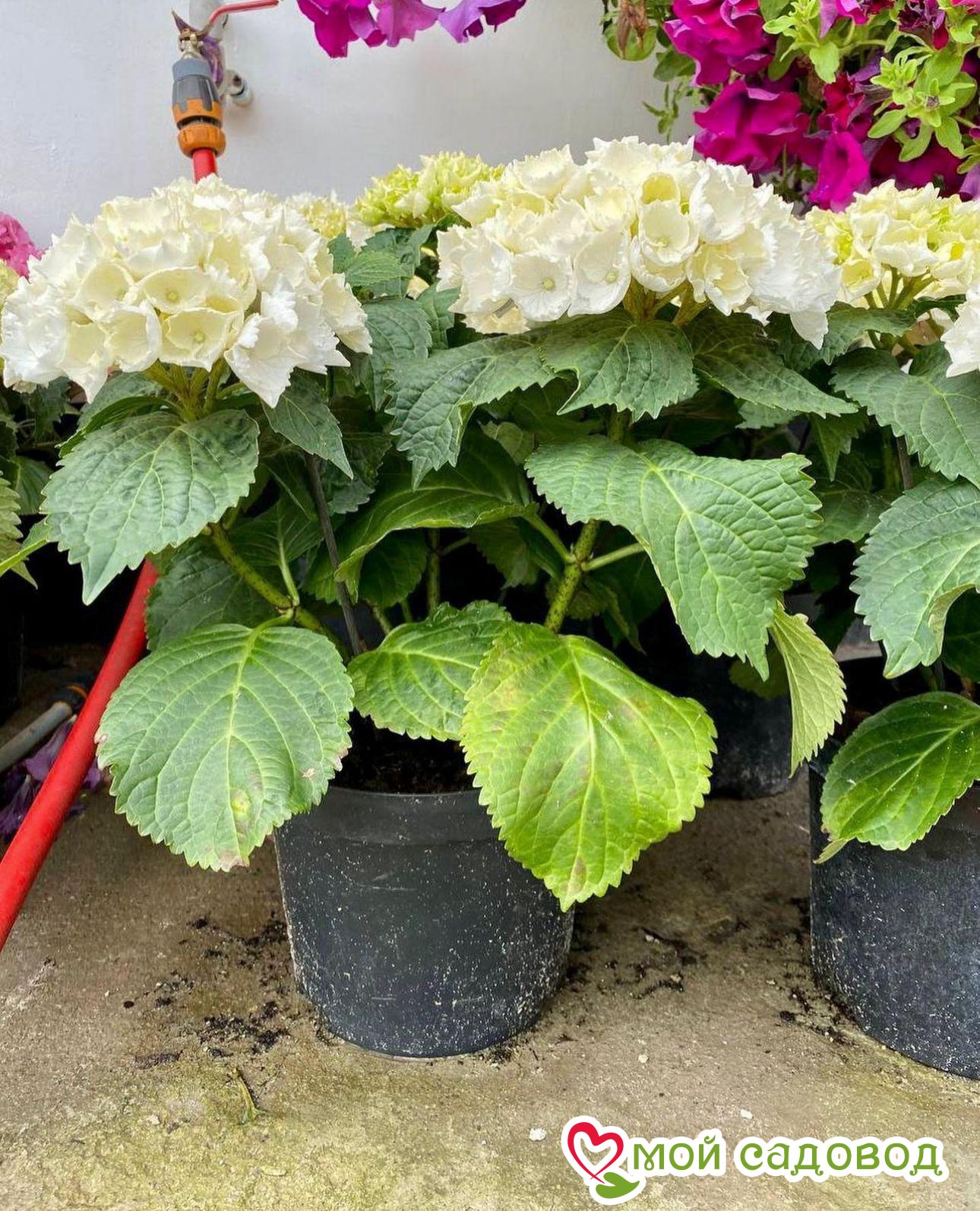 Гортензия крупнолистовая Шниебол