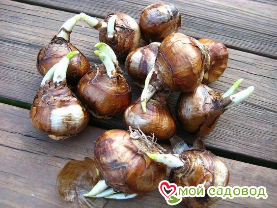 Нарцисс Голден Виспер