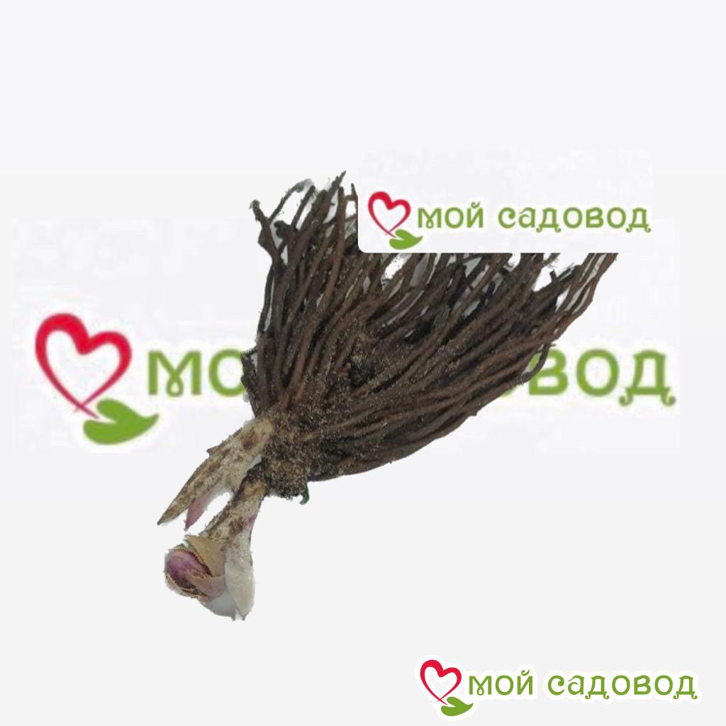 Хоста Джейд Скай