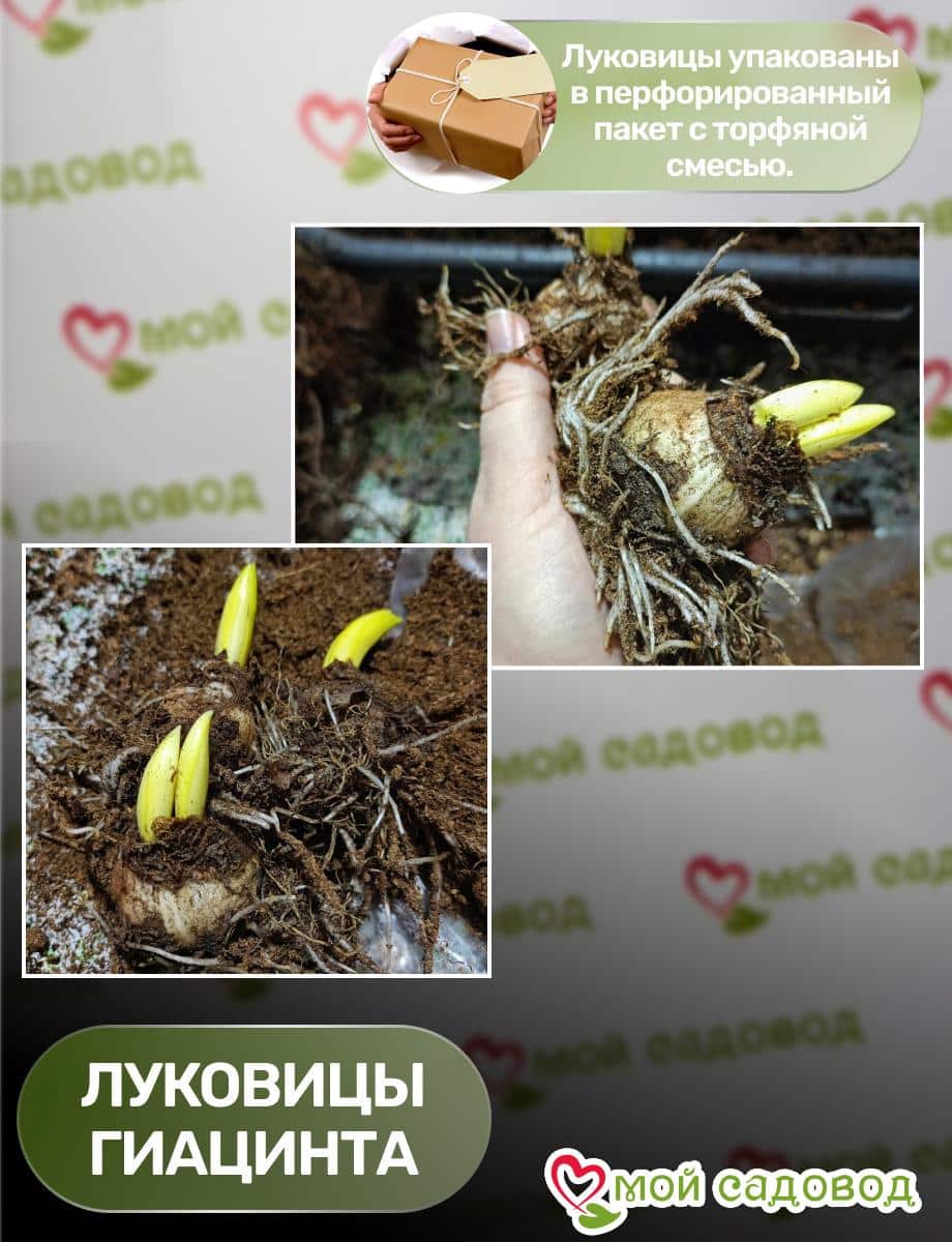 Гиацинт Дельф Блю